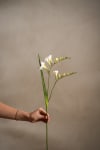 Freesia