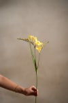 Freesia