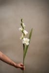 Gladiolus