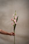 Gladiolus