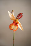 Psychopsis