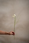 Fritillaria