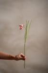 Fritillaria