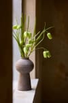 Fritillaria