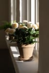 Chrysanthemum
