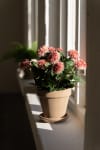 Chrysanthemum