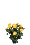Chrysanthemum