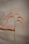 Amaranthus