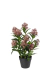 Skimmia