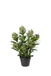 Skimmia