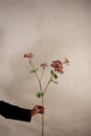 Angelica