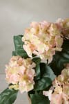 Hortensia
