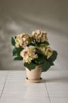 Hortensia
