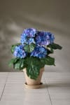 Hortensia