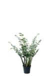 Zamifolia i kruka
