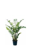 Zamifolia i kruka
