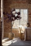 Cotinus