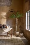 Phoenix Palm
