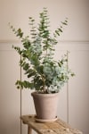 Eucalyptus