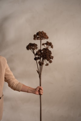 Angelica