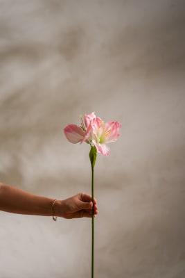 Amaryllis