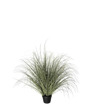 Gräs