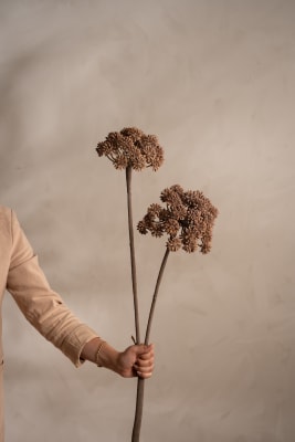 Angelica