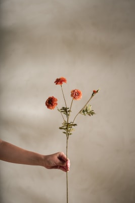 Tagetes