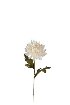 Chrysanthemum