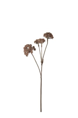 Angelica