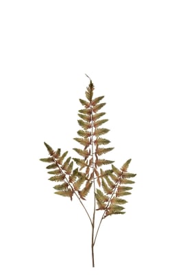 Ormbunksblad