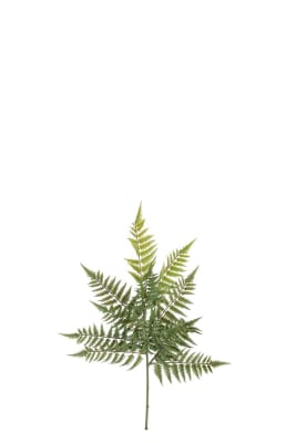 Ormbunksblad