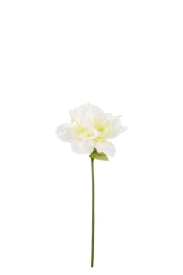 Amaryllis