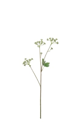 Angelica
