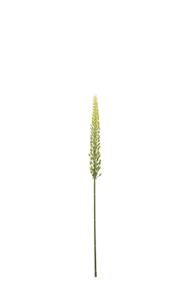 Eremurus