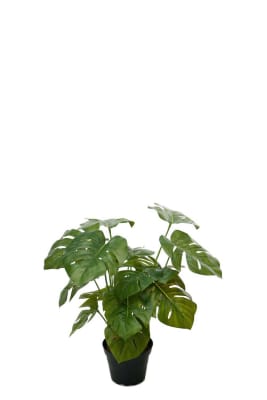 Monstera