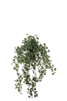 Murgröna