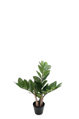 Zamifolia