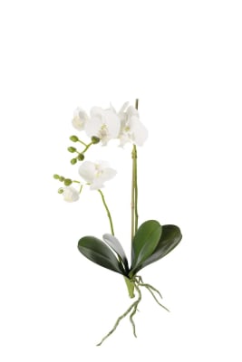 Phalaenopsis