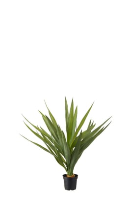 Yucca