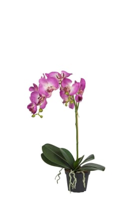 Phalaenopsis