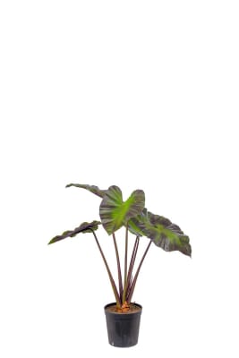 Alocasia
