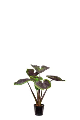 Alocasia