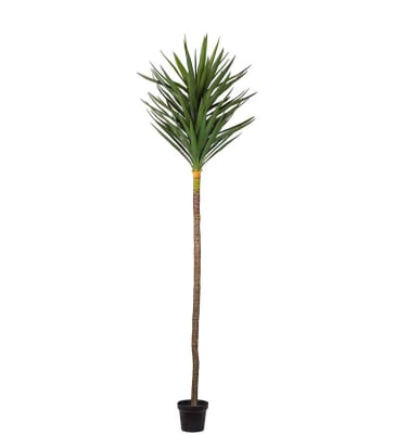 Yucca