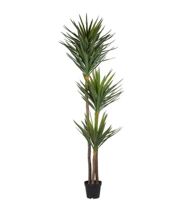 Yucca