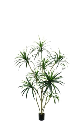 Dracena