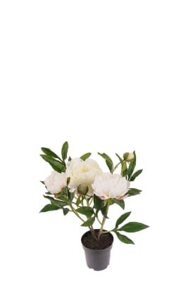 Pion