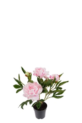 Pion