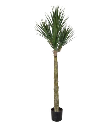 Yucca Rostrata