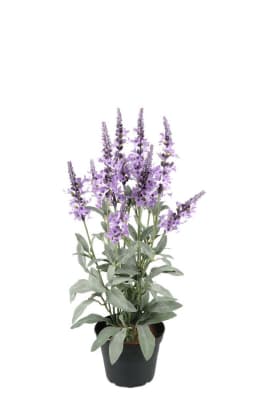 Veronica